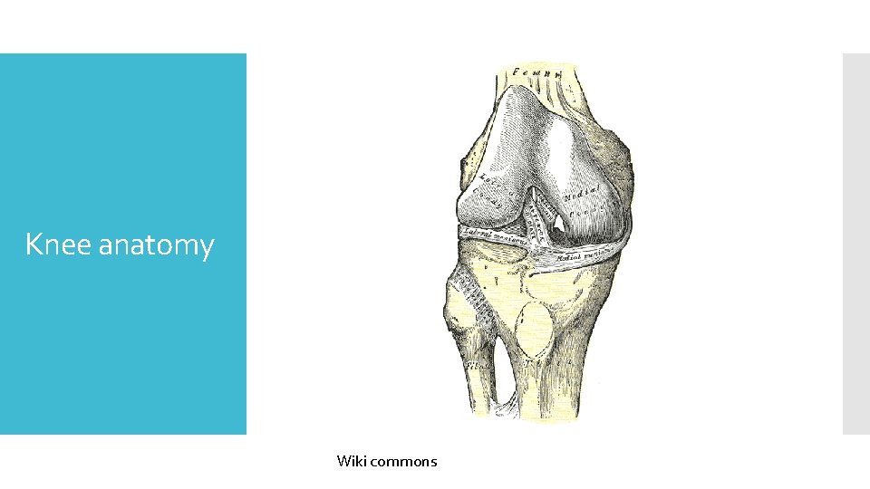 Knee anatomy Wiki commons 