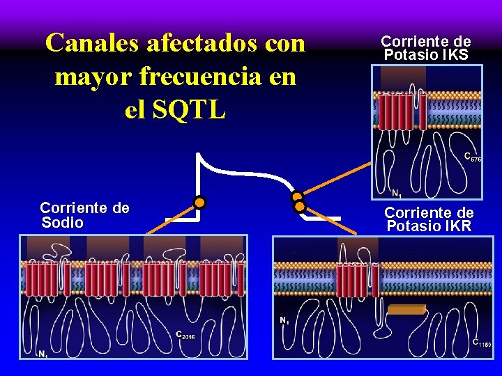 Canales afectados con mayor frecuencia en el SQTL Corriente de Sodio Corriente de Potasio