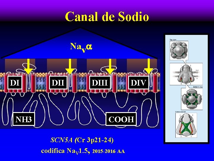 Canal de Sodio Nav DI DII NH 3 DIII DIV COOH SCN 5 A