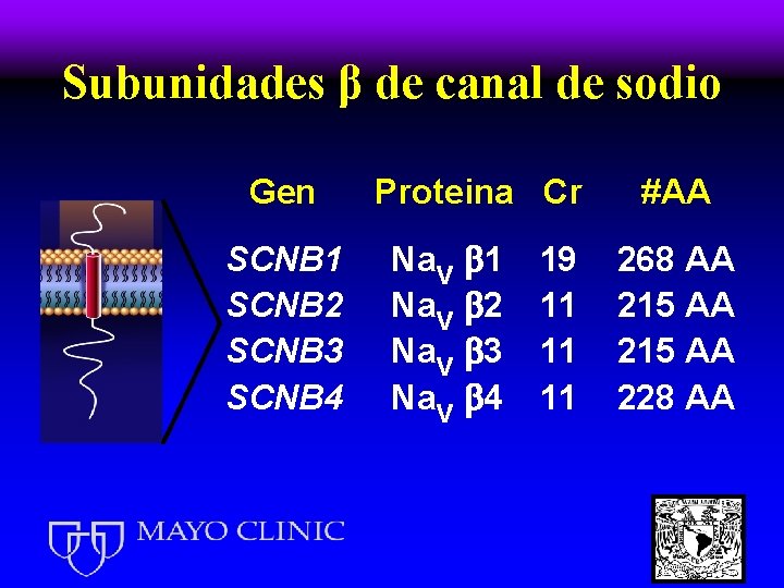 Subunidades β de canal de sodio Gen SCNB 1 SCNB 2 SCNB 3 SCNB