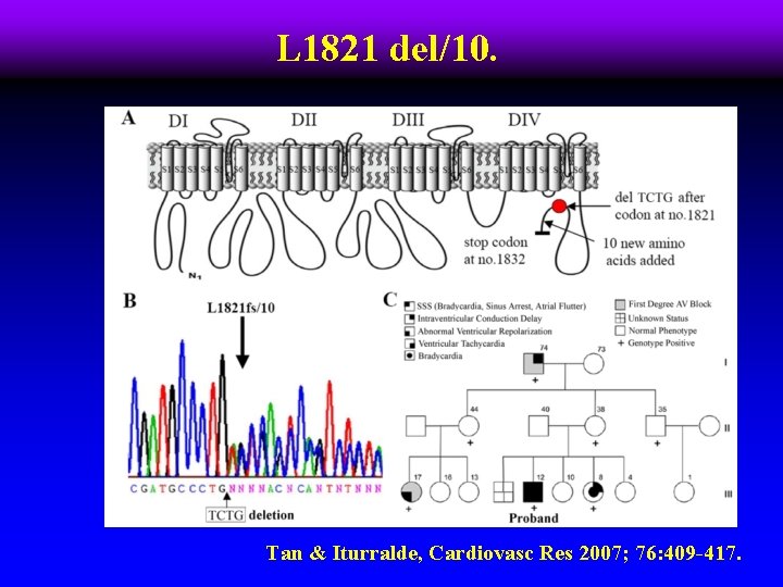 L 1821 del/10. Tan & Iturralde, Cardiovasc Res 2007; 76: 409 -417. 