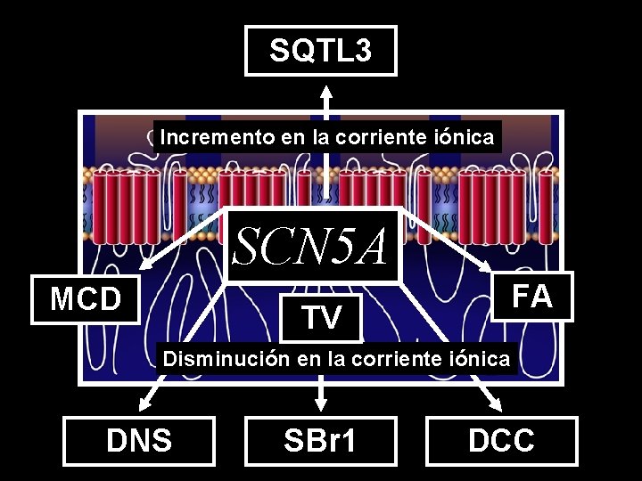 SQTL 3 Incremento en la corriente iónica SCN 5 A MCD FA TV Disminución