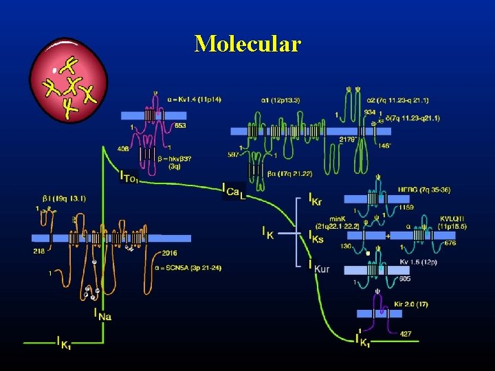 Molecular 