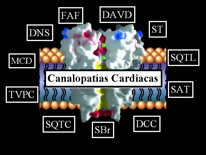 FAF DAVD ST DNS SQTL MCD Canalopatías Cardiacas TVPC SQTC SBr DCC SAT 