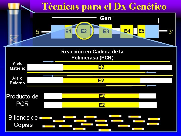 Técnicas para el Dx Genético Gen 5’ E 1 E 2 E 3 Reacción