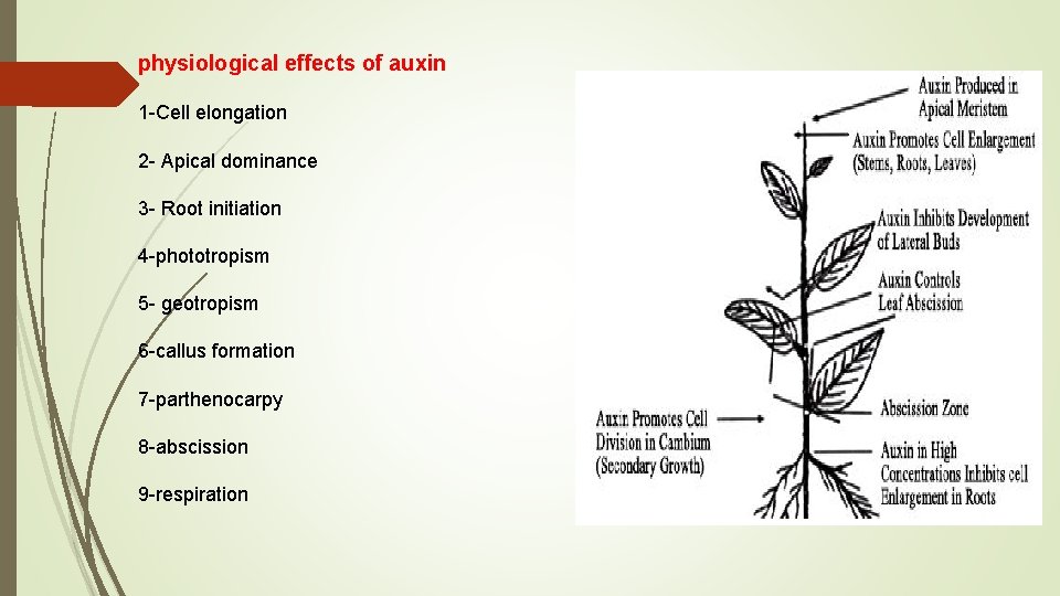 physiological effects of auxin 1 -Cell elongation 2 - Apical dominance 3 - Root