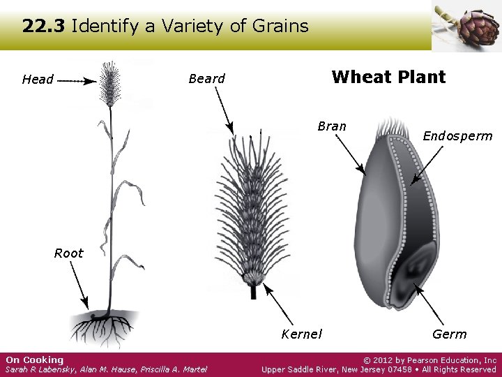 22. 3 Identify a Variety of Grains Wheat Plant Beard Head Bran Endosperm Root