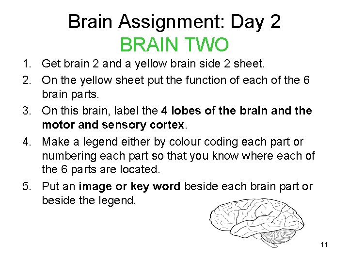 Brain Assignment: Day 2 BRAIN TWO 1. Get brain 2 and a yellow brain