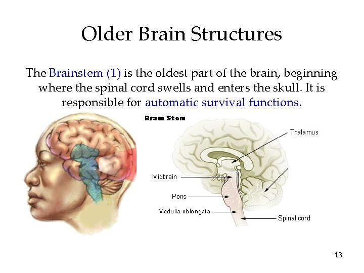 Older Brain Structures The Brainstem (1) is the oldest part of the brain, beginning
