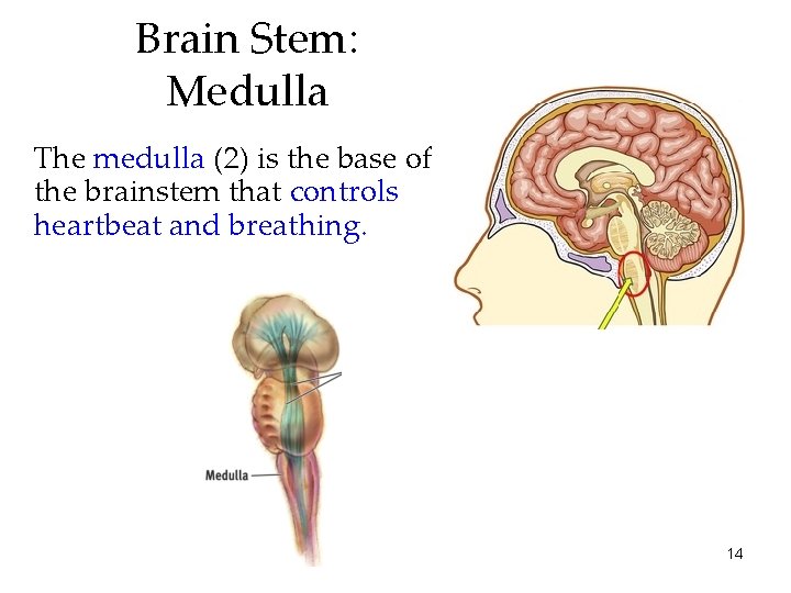 Brain Stem: Medulla The medulla (2) is the base of the brainstem that controls