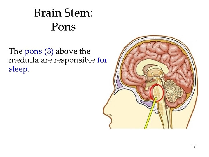 Brain Stem: Pons The pons (3) above the medulla are responsible for sleep. 15