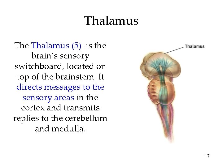 Thalamus The Thalamus (5) is the brain’s sensory switchboard, located on top of the