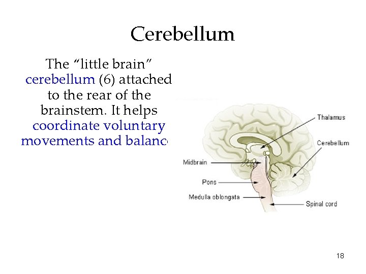 Cerebellum The “little brain” cerebellum (6) attached to the rear of the brainstem. It