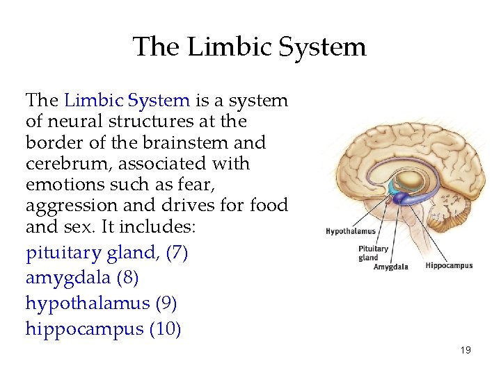 The Limbic System is a system of neural structures at the border of the