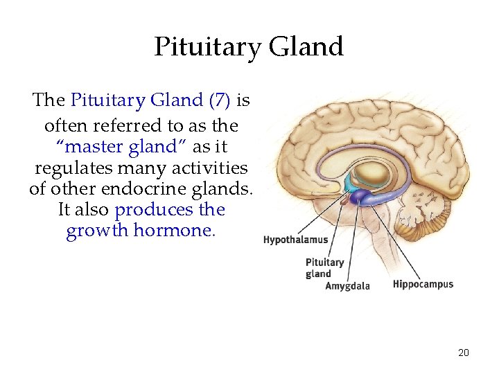 Pituitary Gland The Pituitary Gland (7) is often referred to as the “master gland”