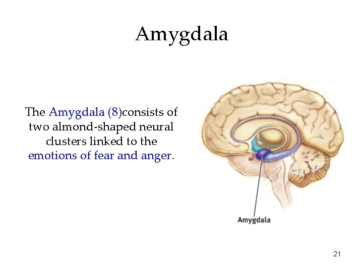 Amygdala The Amygdala (8)consists of two almond-shaped neural clusters linked to the emotions of