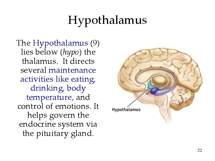 Hypothalamus The Hypothalamus (9) lies below (hypo) the thalamus. It directs several maintenance activities