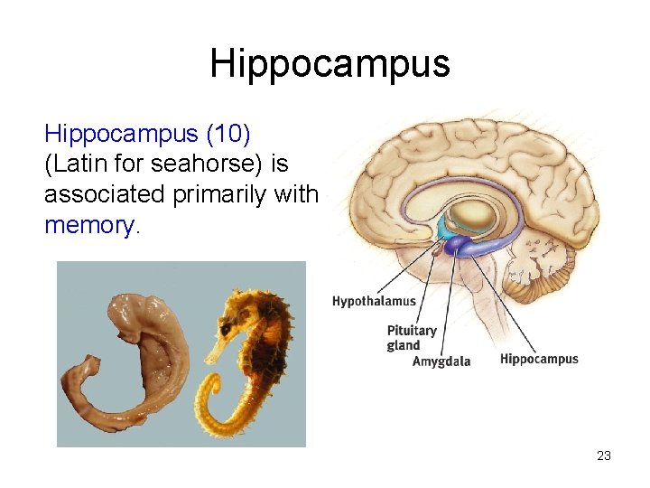 Hippocampus (10) (Latin for seahorse) is associated primarily with memory. 23 