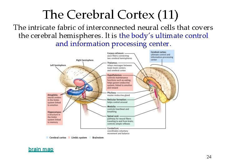 The Cerebral Cortex (11) The intricate fabric of interconnected neural cells that covers the