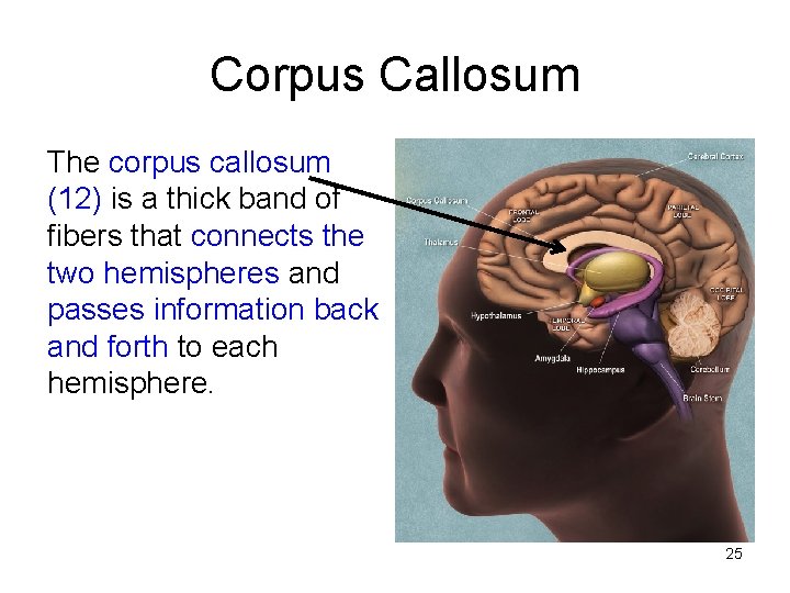 Corpus Callosum The corpus callosum (12) is a thick band of fibers that connects
