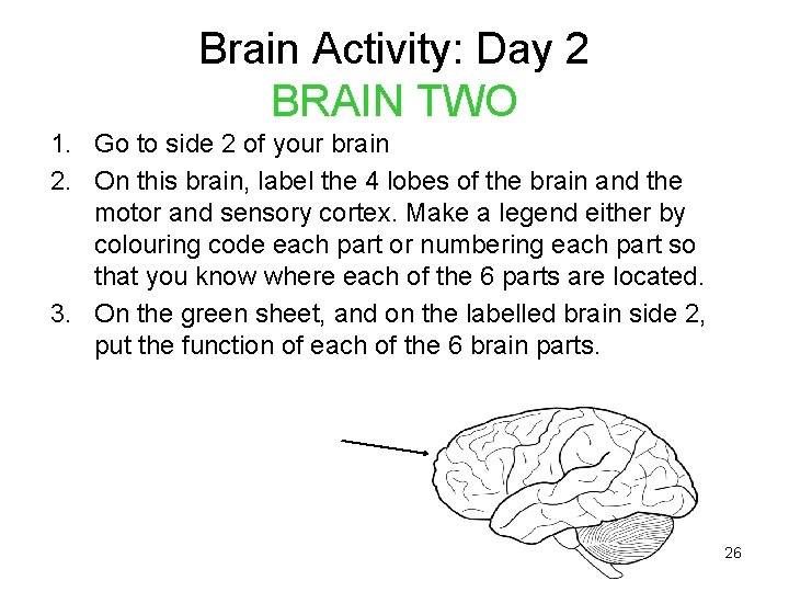 Brain Activity: Day 2 BRAIN TWO 1. Go to side 2 of your brain