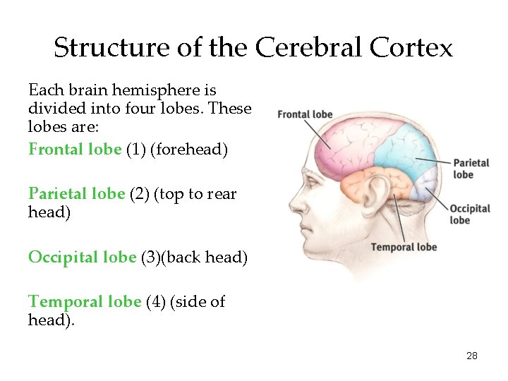 Structure of the Cerebral Cortex Each brain hemisphere is divided into four lobes. These