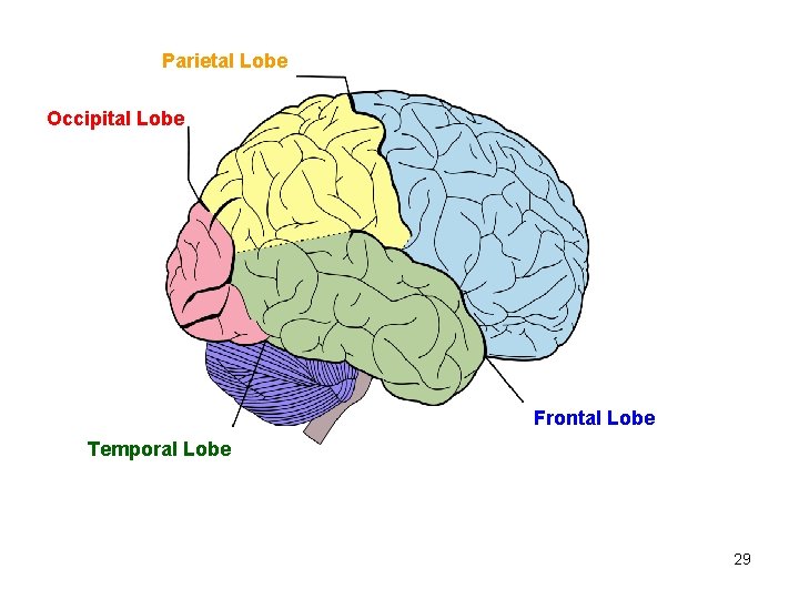 Parietal Lobe Occipital Lobe Frontal Lobe Temporal Lobe 29 