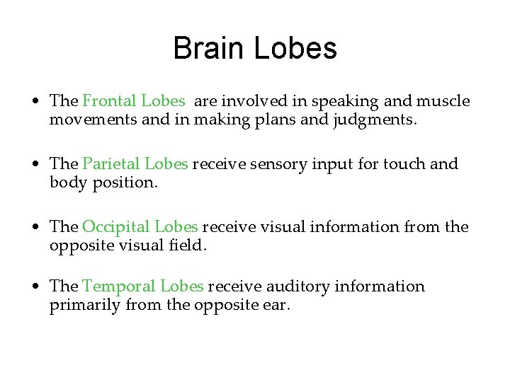 Brain Lobes • The Frontal Lobes are involved in speaking and muscle movements and