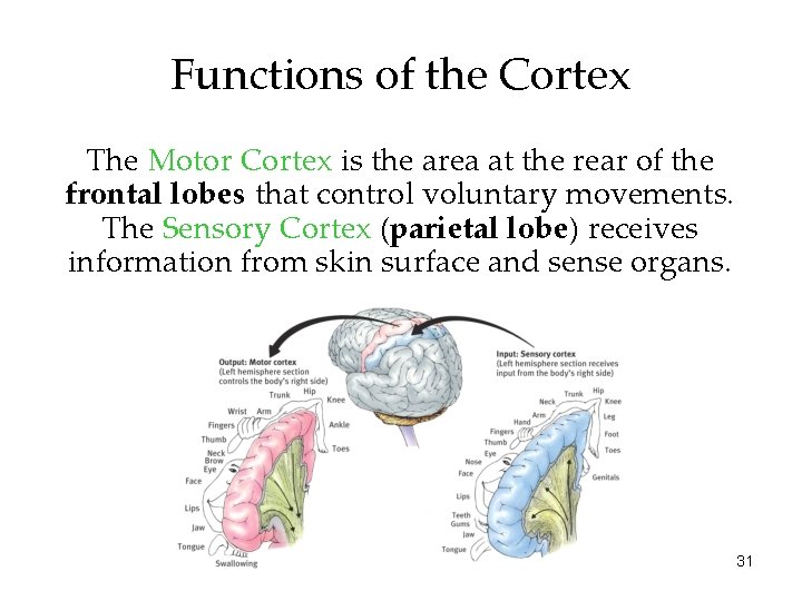 Functions of the Cortex The Motor Cortex is the area at the rear of