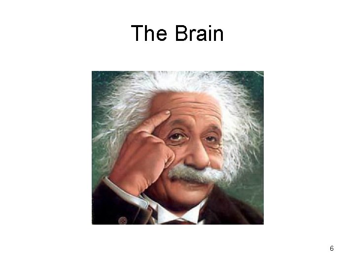 The Brain 6 