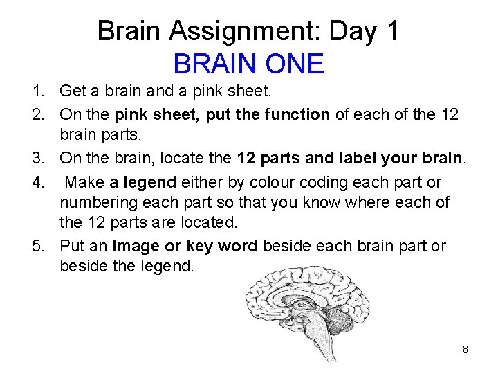 Brain Assignment: Day 1 BRAIN ONE 1. Get a brain and a pink sheet.