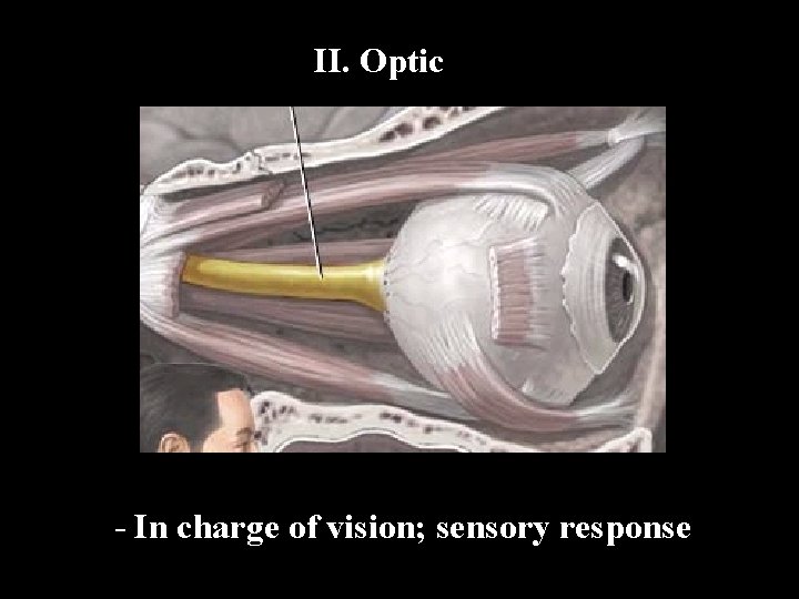 II. Optic - In charge of vision; sensory response 