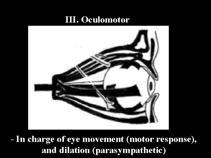 III. Oculomotor - In charge of eye movement (motor response), and dilation (parasympathetic) 