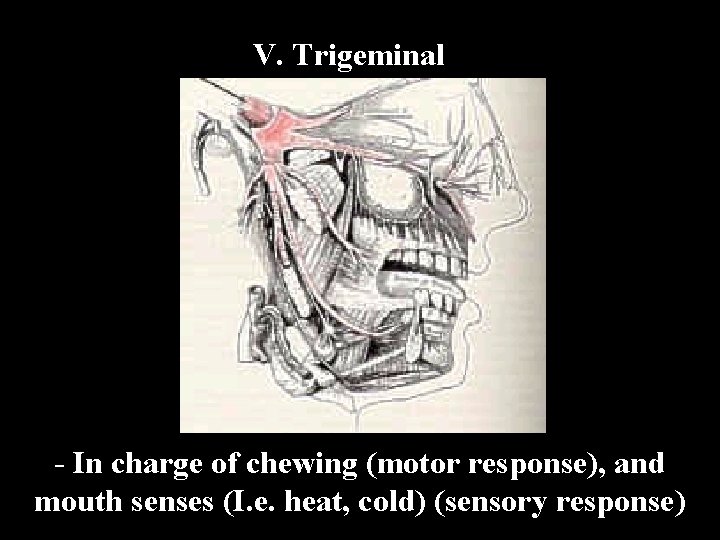 V. Trigeminal - In charge of chewing (motor response), and mouth senses (I. e.