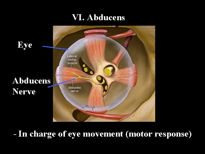 VI. Abducens Eye Abducens Nerve - In charge of eye movement (motor response) 