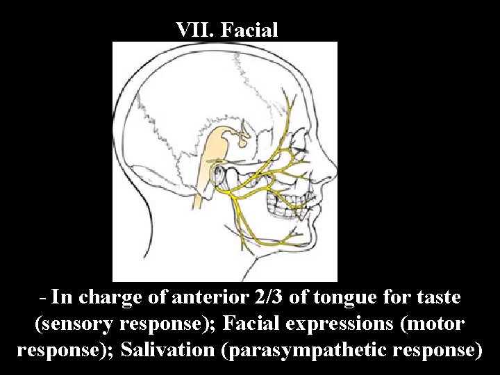 VII. Facial - In charge of anterior 2/3 of tongue for taste (sensory response);