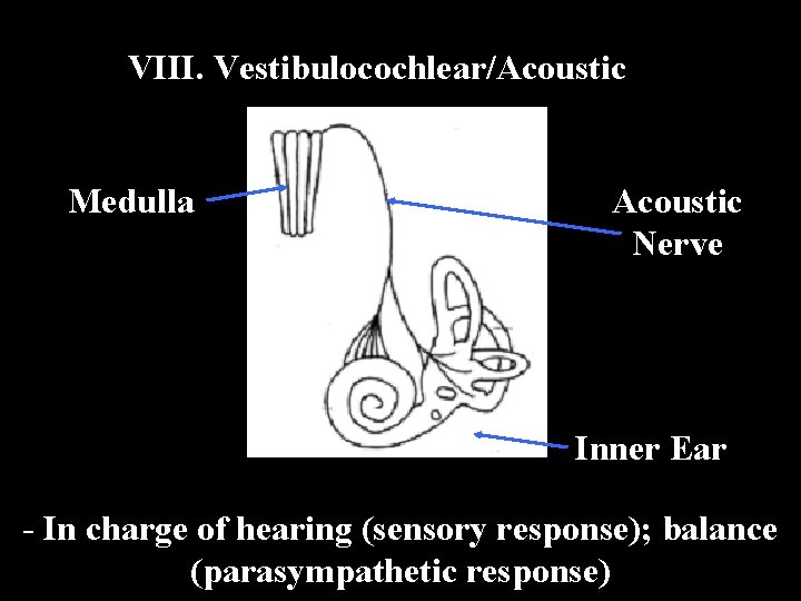 VIII. Vestibulocochlear/Acoustic Medulla Acoustic Nerve Inner Ear - In charge of hearing (sensory response);