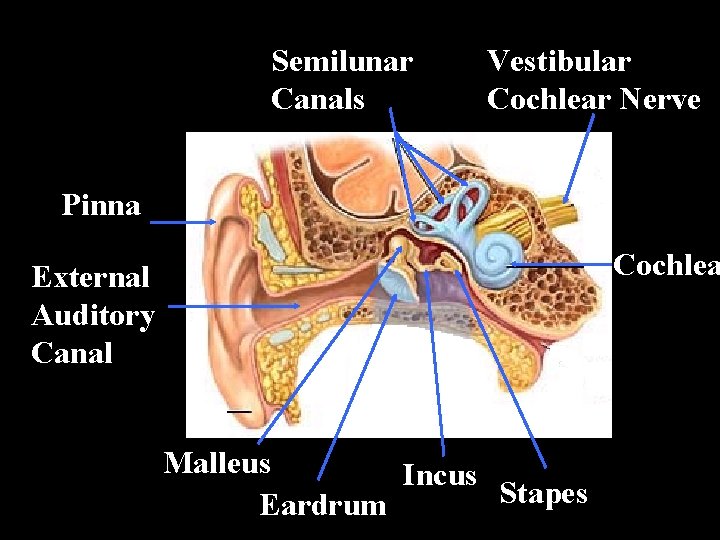 Semilunar Canals Vestibular Cochlear Nerve Pinna Cochlea External Auditory Canal Malleus Incus Stapes Eardrum