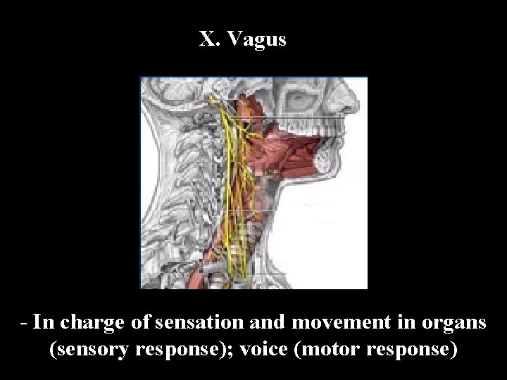 X. Vagus - In charge of sensation and movement in organs (sensory response); voice X. Vagus - In charge of sensation and movement in organs (sensory response); voice