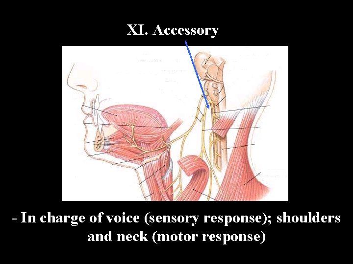 XI. Accessory - In charge of voice (sensory response); shoulders and neck (motor response)