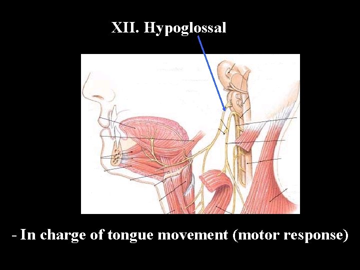 XII. Hypoglossal - In charge of tongue movement (motor response) 