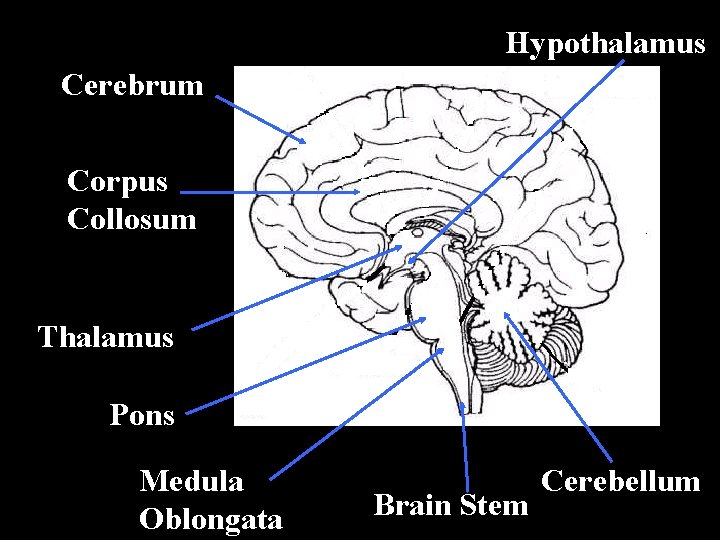 Hypothalamus Cerebrum Corpus Collosum Thalamus Pons Medula Oblongata Brain Stem Cerebellum 