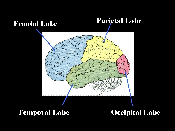 Frontal Lobe Temporal Lobe Parietal Lobe Occipital Lobe 