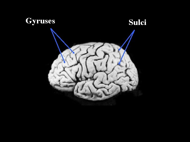 Gyruses Sulci Gyruses Sulci