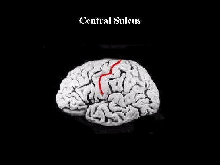 Central Sulcus Central Sulcus