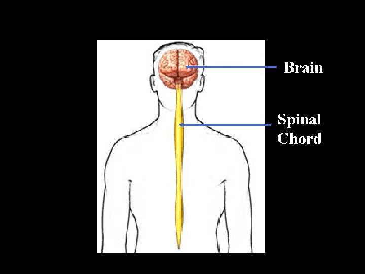 Brain Spinal Chord 