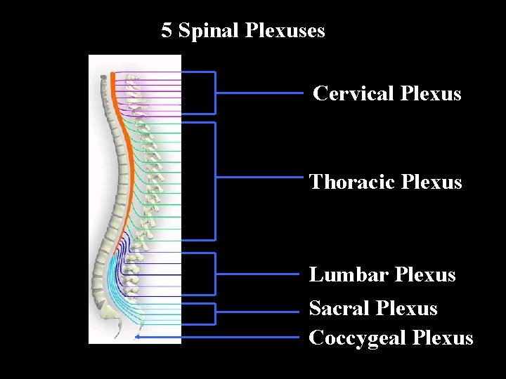 5 Spinal Plexuses Cervical Plexus Thoracic Plexus Lumbar Plexus Sacral Plexus Coccygeal Plexus 