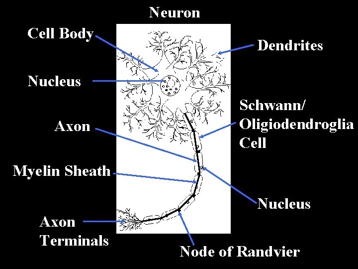 Neuron Cell Body Dendrites Nucleus Axon Schwann/ Oligiodendroglia Cell Myelin Sheath Nucleus Axon Terminals