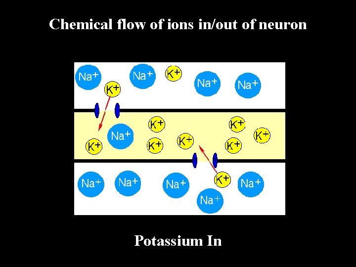Chemical flow of ions in/out of neuron Potassium In 