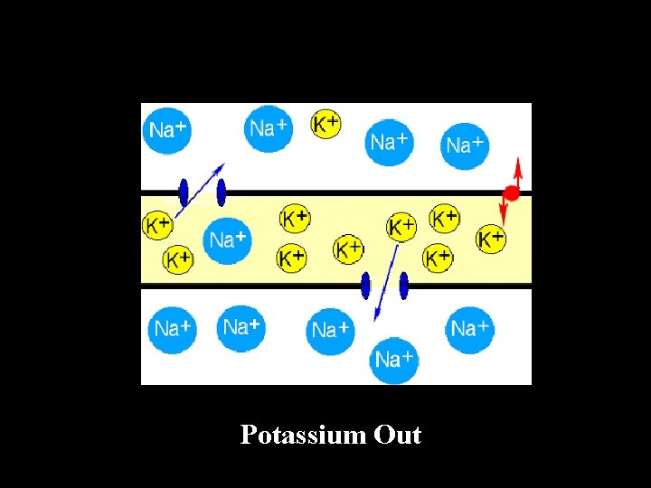 Potassium Out 